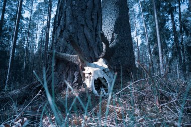 İlkbaharda ormanda ölü bir geyik kafatası bulundu. Kuzey Avrupa 'nın Woodlands manzarası.