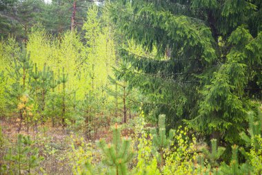 Güzel bir bahar ormanı manzarası. Kuzey Avrupa 'nın mevsimlik orman manzarası.