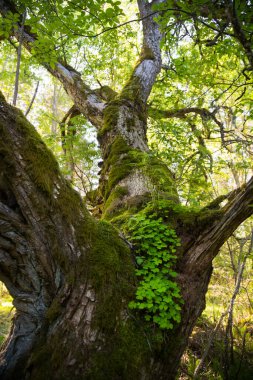 Güzel bir bahar ormanı manzarası. Kuzey Avrupa 'nın mevsimlik orman manzarası.