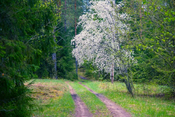 Beau Paysage Printanier Avec Une Route Dans Les Bois Europe — Photo