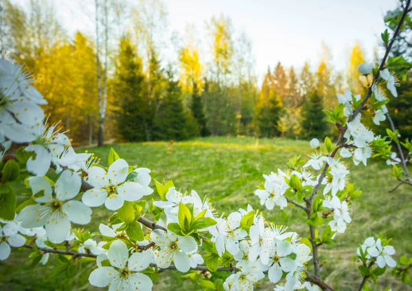 Bellissimo Paesaggio Forestale Primaverile Con Fiori Stagione Fiore Paesaggio Boschi — Foto Stock