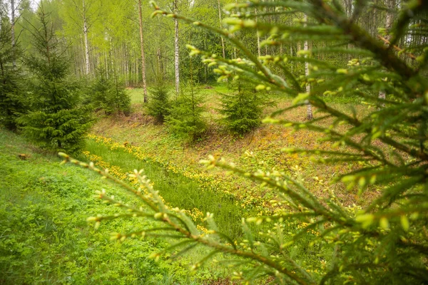 Прекрасный Весенний Лесной Пейзаж Сезонные Пейзажи Лесов Северной Европы — стоковое фото