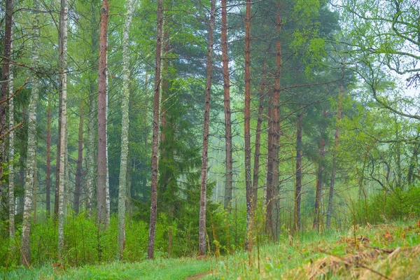 동안의 안개낀 북유럽의 지대의 아름다운 — 스톡 사진