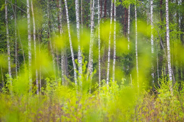 Güzel Bir Bahar Ormanı Manzarası Kuzey Avrupa Nın Mevsimlik Orman — Stok fotoğraf
