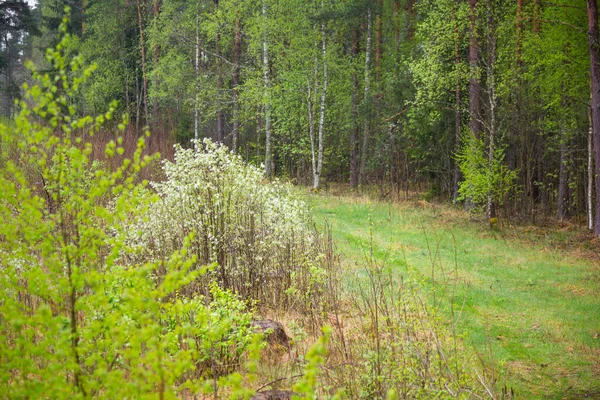 Eine Wunderschöne Frühlingswald Landschaft Mit Blühenden Saisonalen Blumen Landschaft Der — Stockfoto