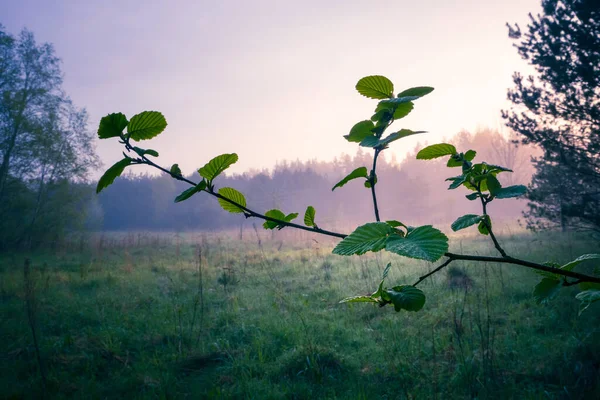 清晨时分 一片雾蒙蒙的春天森林 北欧林地多雾的季节风景 — 图库照片