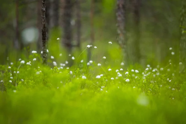 Beautiful Spring Swamp Landscape Fresh Green Color Seasonal Swenery Wetland — Stock Photo, Image