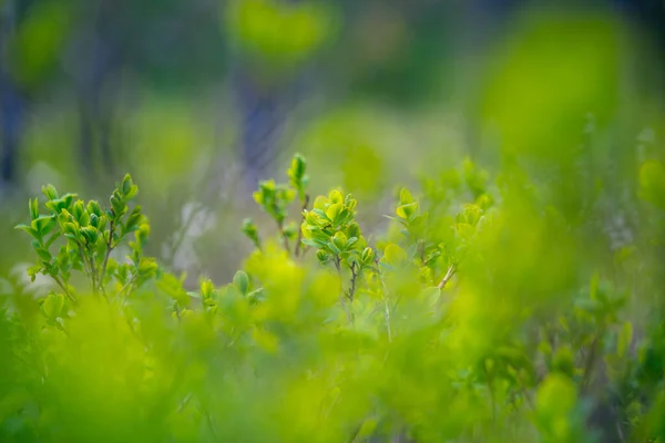 Hermoso Paisaje Pantanoso Primavera Color Verde Fresco Paisaje Estacional Humedales — Foto de Stock