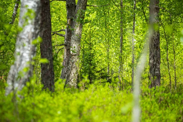 Hermoso Paisaje Pantanoso Primavera Color Verde Fresco Paisaje Estacional Humedales — Foto de Stock