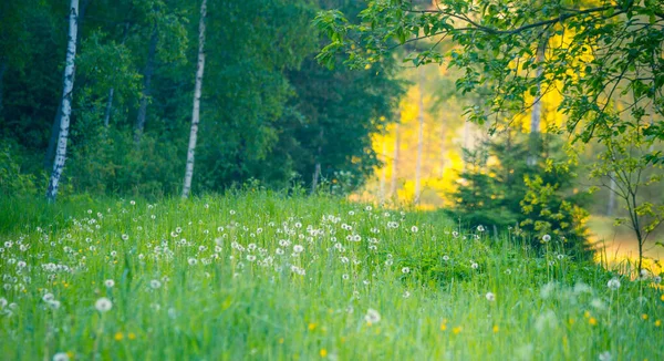 Eine Wunderschöne Frühlingswaldlandschaft Saisonale Landschaft Der Nordeuropäischen Wälder — Stockfoto