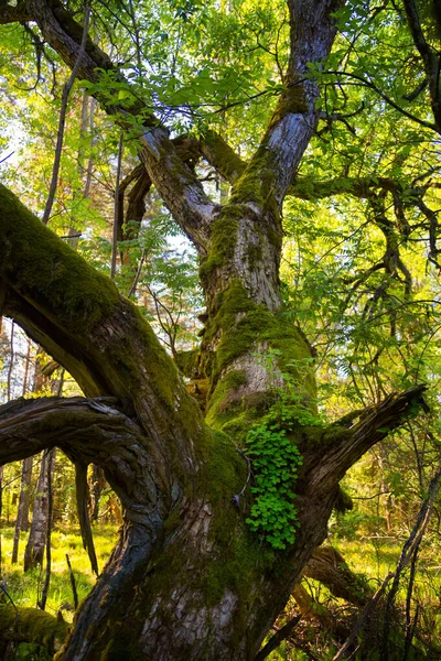 Güzel bir bahar ormanı manzarası. Kuzey Avrupa 'nın mevsimlik orman manzarası.