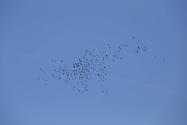 Güzel uçan kuş siluetleri mavi gökyüzüne karşı. Kuzey Avrupa 'daki göçmen kuşların mevsimlik manzarası.