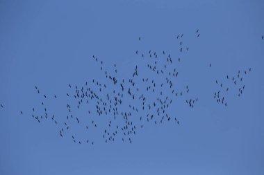 Güzel uçan kuş siluetleri mavi gökyüzüne karşı. Kuzey Avrupa 'daki göçmen kuşların mevsimlik manzarası.