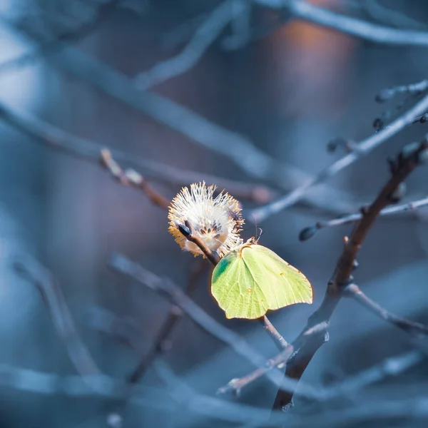 Krásný Žlutý Jarní Motýl Sedící Květu Vrbového Stromu Jarní Scenérie — Stock fotografie