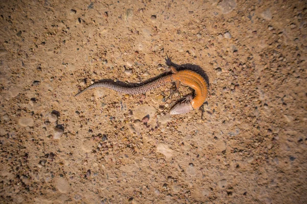 Ένα Φίδι Από Γρασίδι Χωματόδρομο Την Άνοιξη Τοπική Άγρια Ζωή — Φωτογραφία Αρχείου