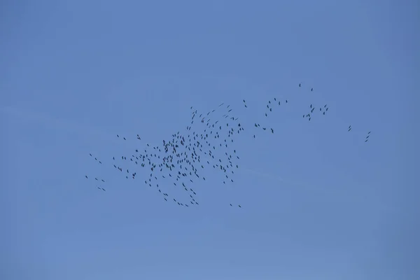 Hermosas Siluetas Aves Voladoras Contra Cielo Azul Paisaje Estacional Con —  Fotos de Stock