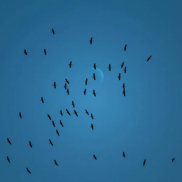 Schöne Fliegende Vogelsilhouetten Vor Dem Blauen Himmel Saisonale Landschaft Mit — Stockfoto