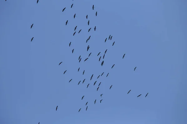 Mooie Vliegende Vogelsilhouetten Tegen Blauwe Lucht Seizoensgebonden Landschap Met Trekvogels — Stockfoto