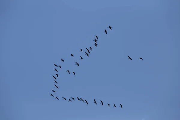 青空に向かって美しい空飛ぶ鳥のシルエット 北ヨーロッパの渡り鳥と季節の風景 — ストック写真