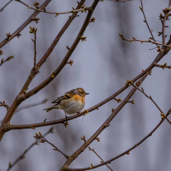 Wiosenne Krajobrazy Małym Śpiewającym Ptakiem Europie Północnej Dzikie Ptactwo Sezonowe — Zdjęcie stockowe