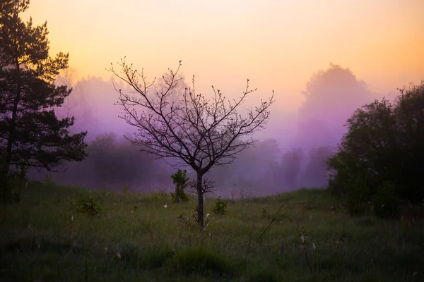 Uma Bela Paisagem Início Primavera Norte Europa Cenário Sazonal — Fotografia de Stock