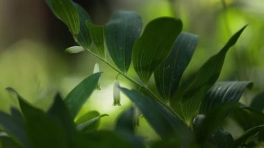 Kuzey Avrupa 'nın yaz ormanlarında yetişen çok güzel bir poligonatum çiçeği..