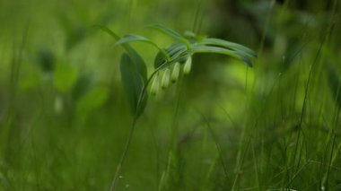 Kuzey Avrupa 'nın yaz ormanlarında yetişen çok güzel bir poligonatum çiçeği..
