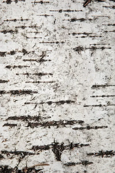 クローズ アップ樺の樹皮、背景のテクスチャ — ストック写真