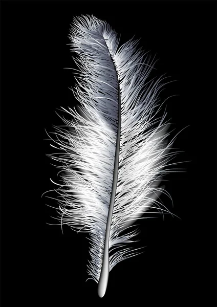 Feather white — Stock Vector