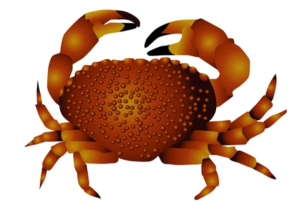 Krabbe isoliert auf weiß — Stockvektor