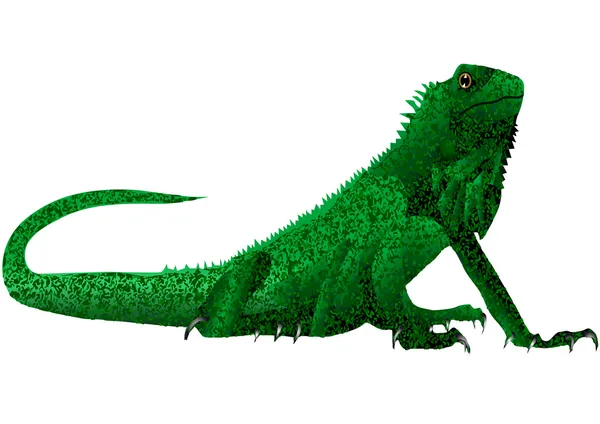 Iguana. kadal diisolasi pada warna putih - Stok Vektor