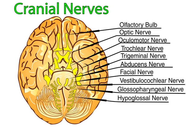 Cranial nerves — Stock Vector