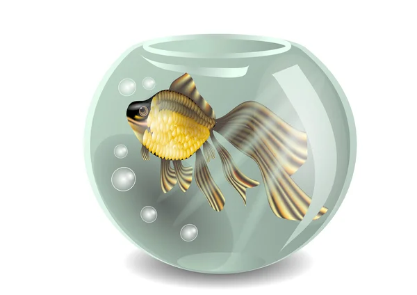 Gouden vissen — Stockvector