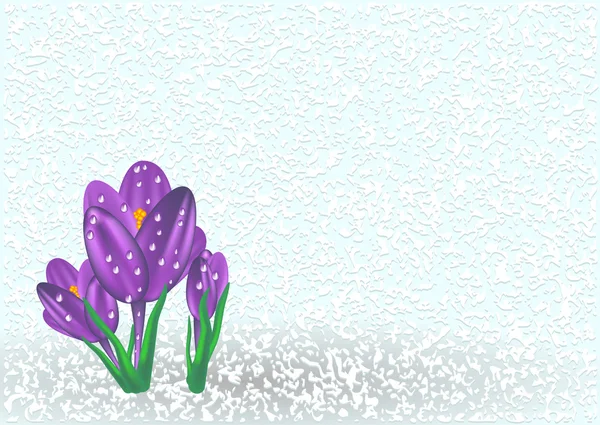 番红花在雪地上 — 图库矢量图片