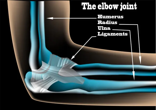 Das Ellenbogengelenk — Stockvektor