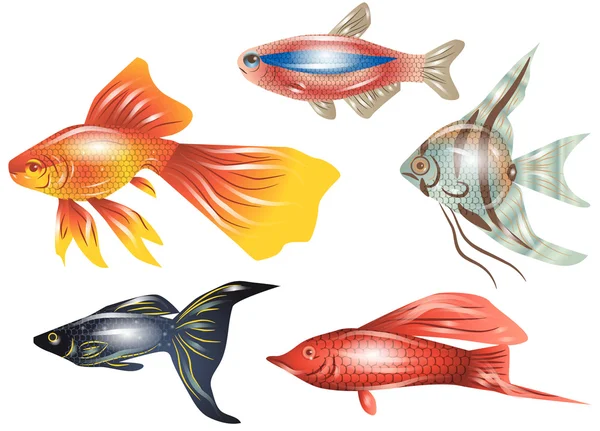 Aquarium fish — Stock Vector