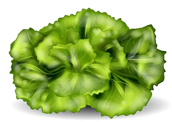 Lechuga aislada sobre un blanco — Vector de stock