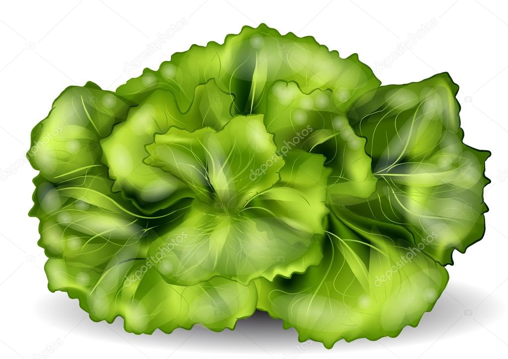 lettuce isolated on a white