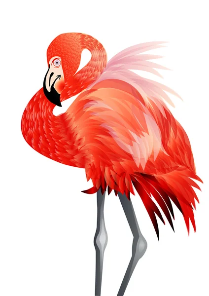 Flamingo — Stock Vector