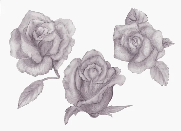 Desenho pensil de rosas — Fotografia de Stock