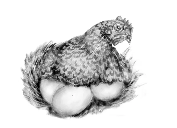 Hen with eggs — Stock Photo, Image