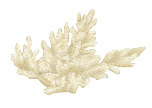 Coral — Archivo Imágenes Vectoriales