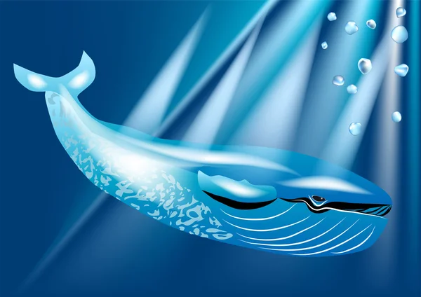 Modrá velryba — Stockový vektor