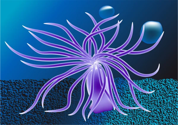 Sea anemone — Stock Vector