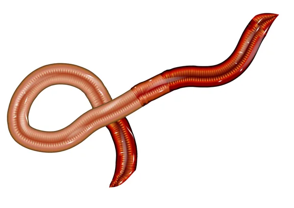 Earthworm — Stock Vector