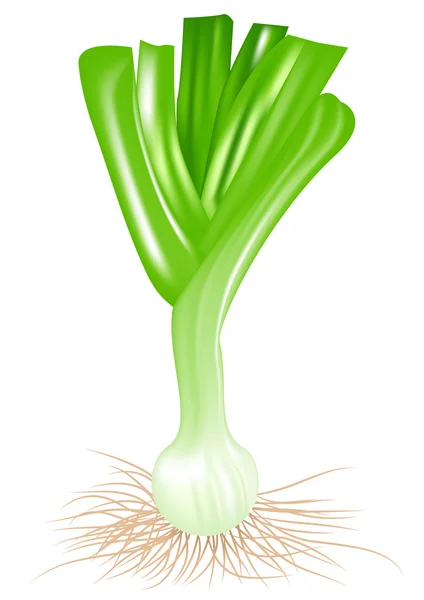 Leek — Stock Vector