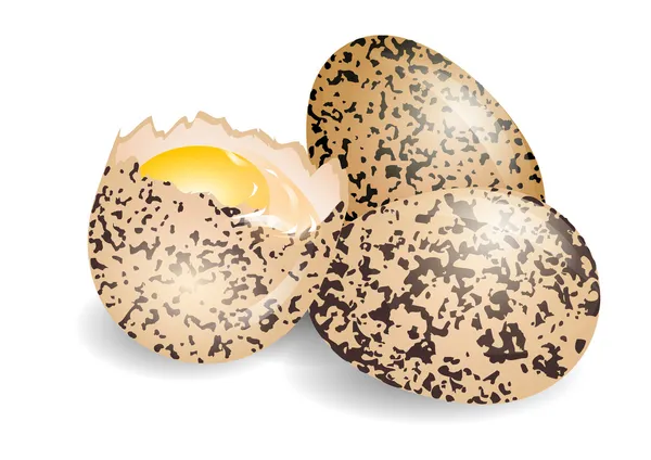 Huevo de codorniz — Vector de stock