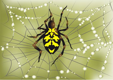 örümcek web üzerinde