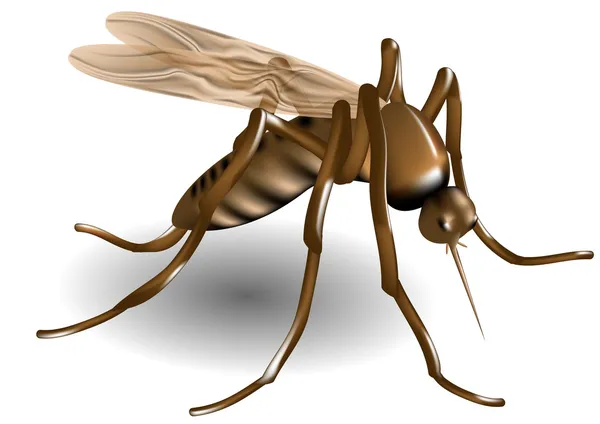 Sivrisinek — Stok Vektör