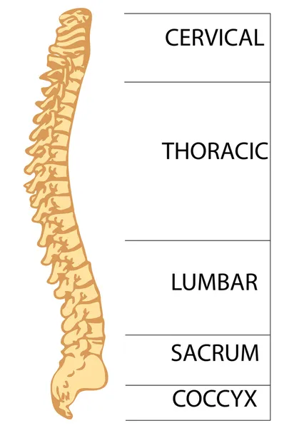 Labelled Diagram Of Backbone Vertebral Column Anatomy Function